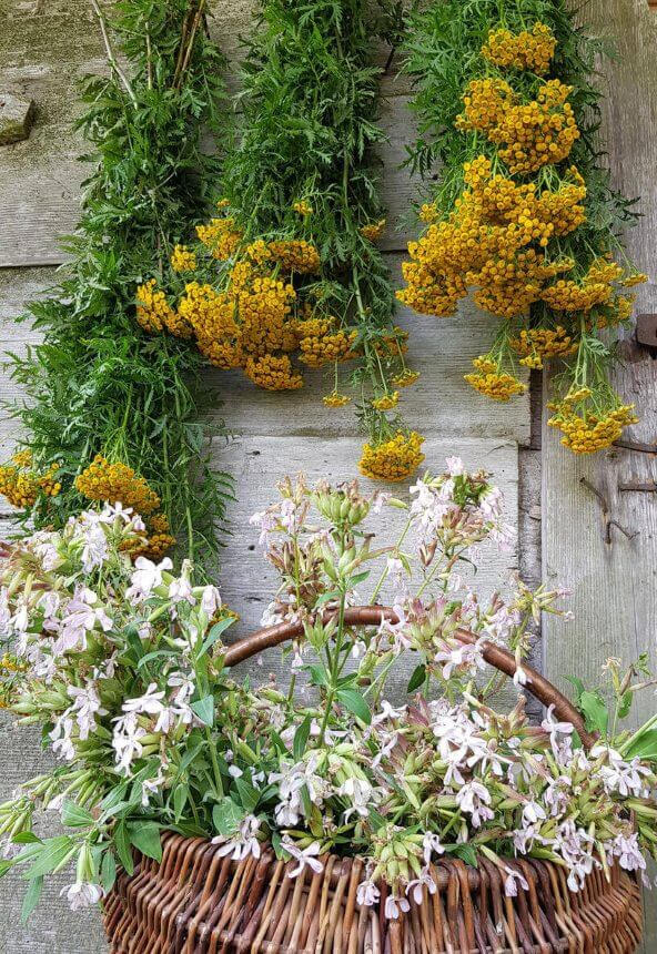 Herbs are dried naturally Herbs are dried naturally