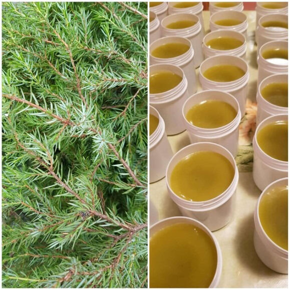 JUNIPER ANTI-CELLULITE OINTMENT JUNIPER ANTI-CELLULITE OINTMENT