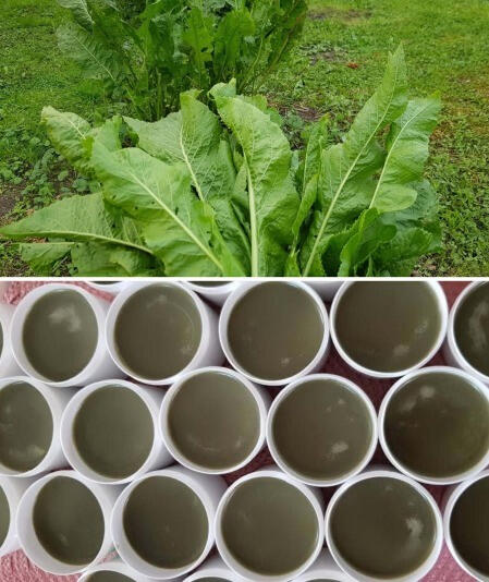 HORSERADISH LEAF OINTMENT HORSERADISH LEAF OINTMENT