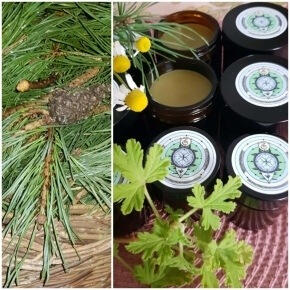 PINE NEEDLE ANTIBACTERIAL OINTMENT PINE NEEDLE ANTIBACTERIAL OINTMENT
